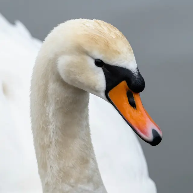 A close-up view of a mute swan's head, long neck, and bright orange beak against a soft gray blurred background.