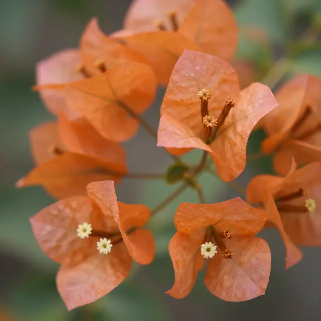 Sharp close-up of papery orange bougainvillea bracts dotted with water droplets against soft green blurred foliage.
