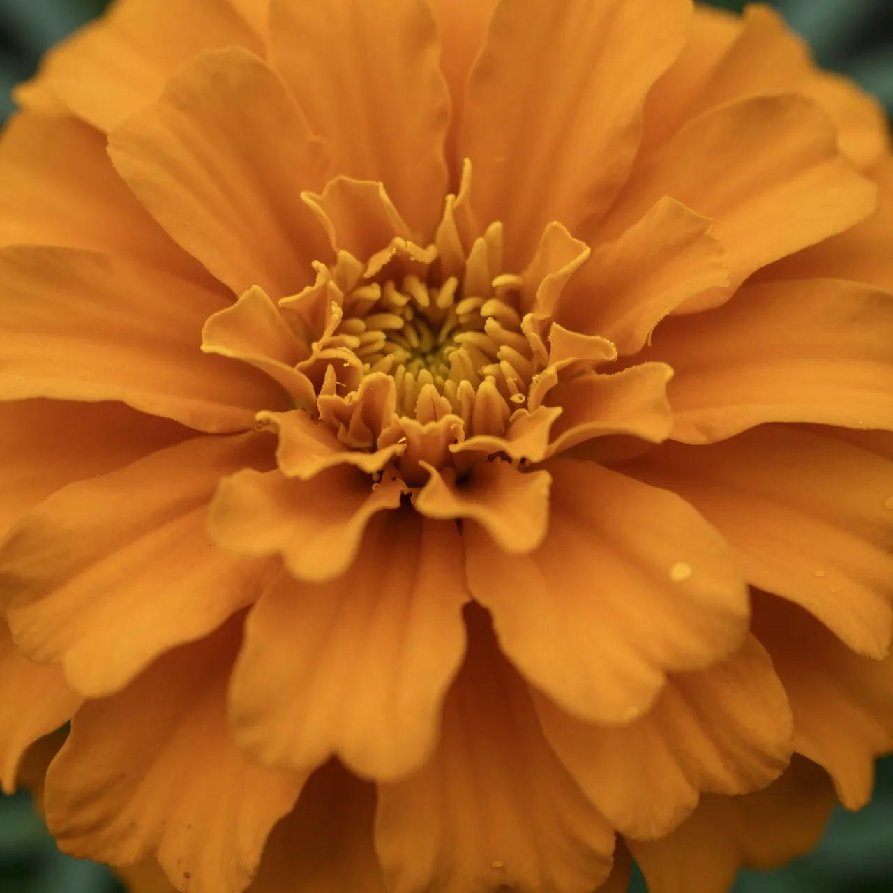 Macro close-up of a ruffled bright orange marigold flower with dewdrops on its petals