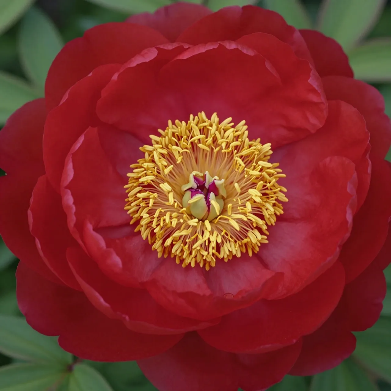 Close-up view of a fully bloomed red peony with bright golden stamens at its center