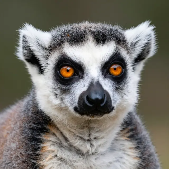 A sharp close-up portrait of a ring-tailed lemur facing the camera with bright orange eyes and a black nose.