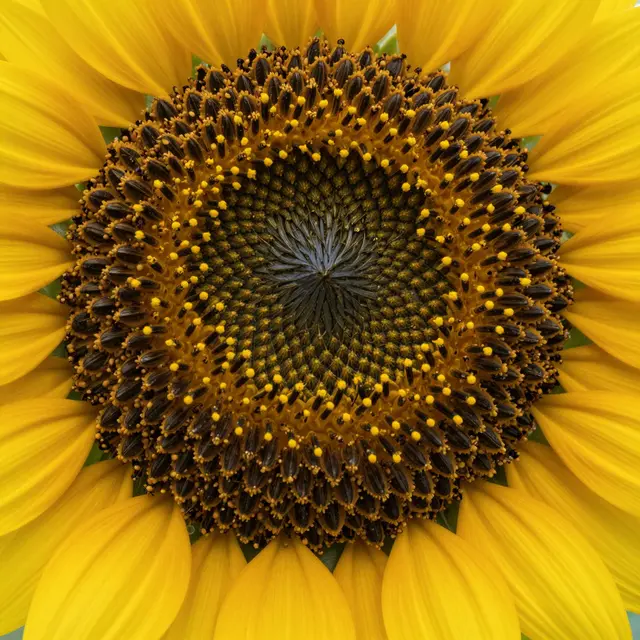 Extreme close-up of the detailed central seed disk and bright yellow petals of a sunflower