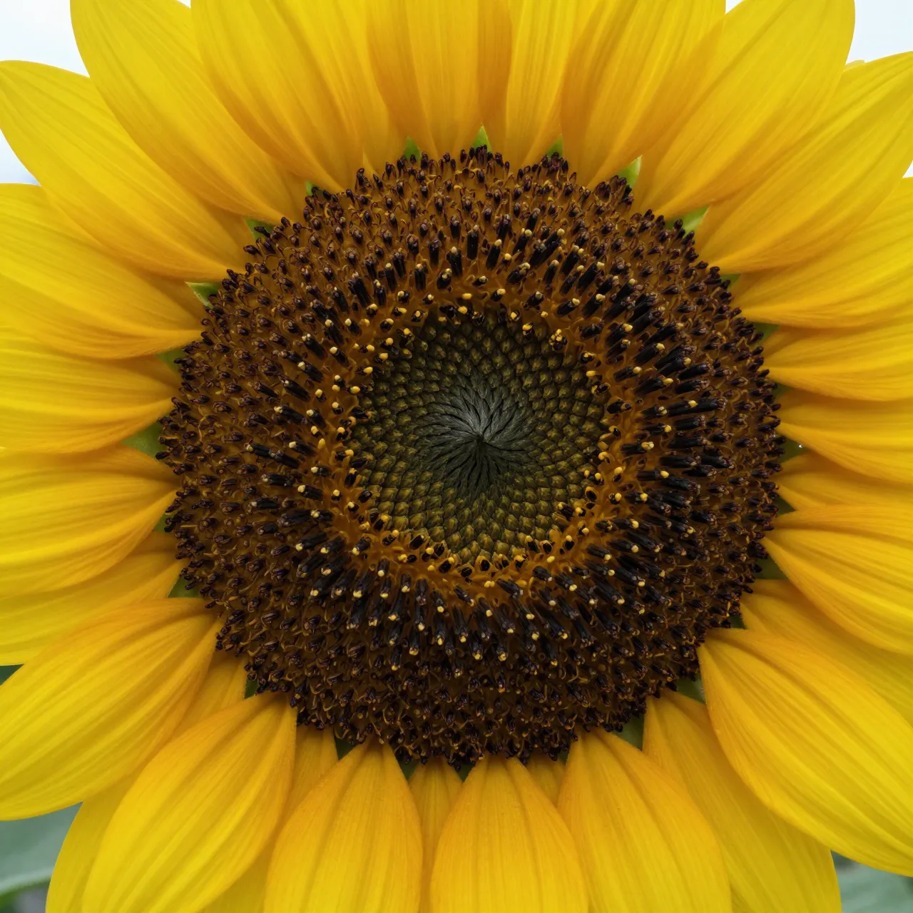 Straight-on macro shot of a sunflower with bright golden petals and an intricate textured central disk