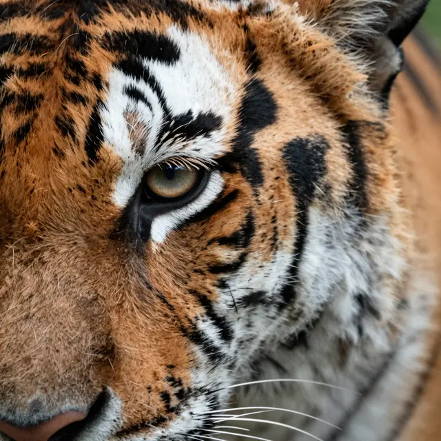 Extreme close-up view of a tiger's face focusing on its eye and textured orange striped fur.