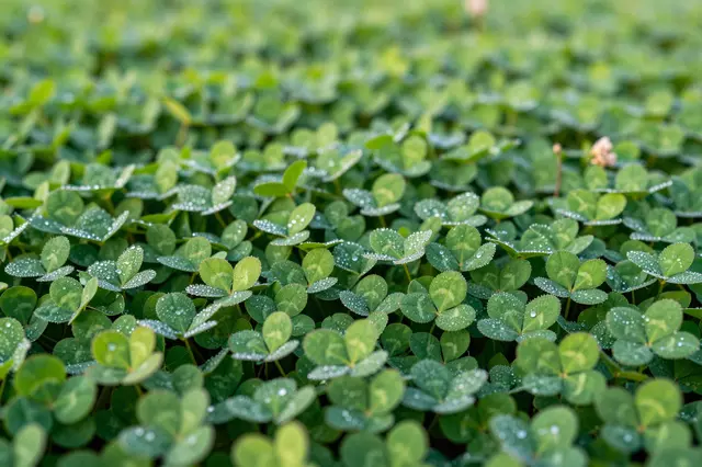 Dense green clover leaves dotted with glistening dew droplets fill the frame in soft morning light