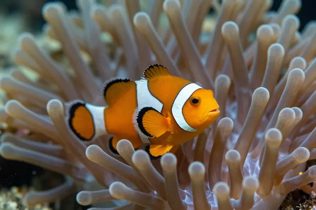 An orange and white clownfish rests nestled among the pale tentacles of a sea anemone on a coral reef.
