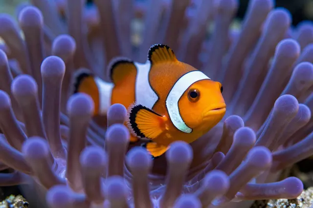 An orange and white clownfish peeks out from the tentacles of a purple sea anemone.