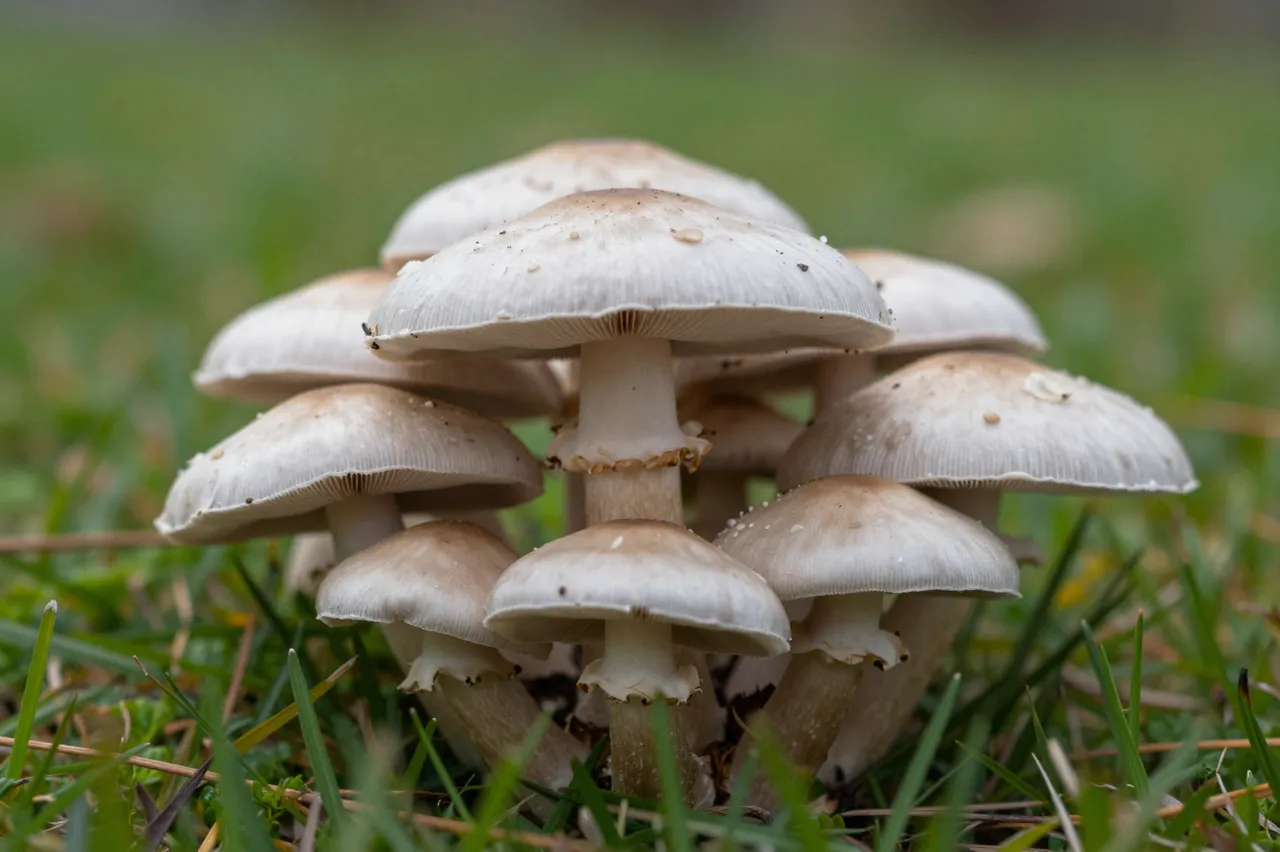 Dense group of pale capped mushrooms growing from green grass in a meadow
