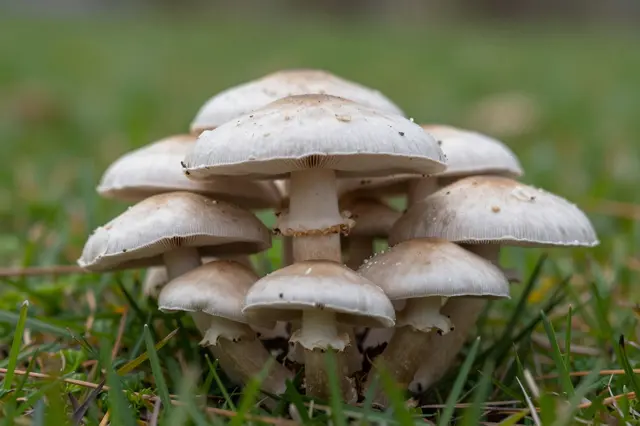 Dense group of pale capped mushrooms growing from green grass in a meadow