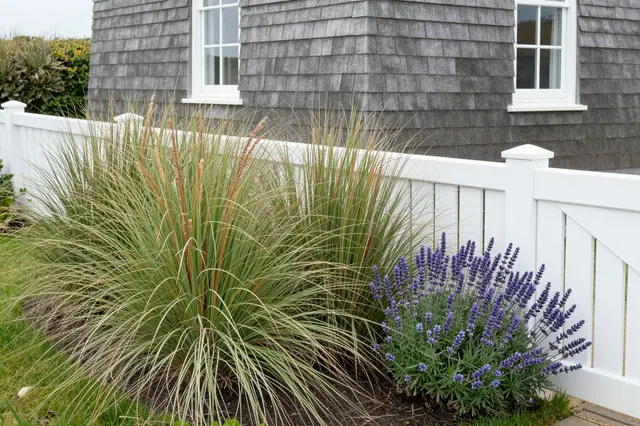 Front garden with beach grasses, lavender, white picket fence and shingled cottage exterior