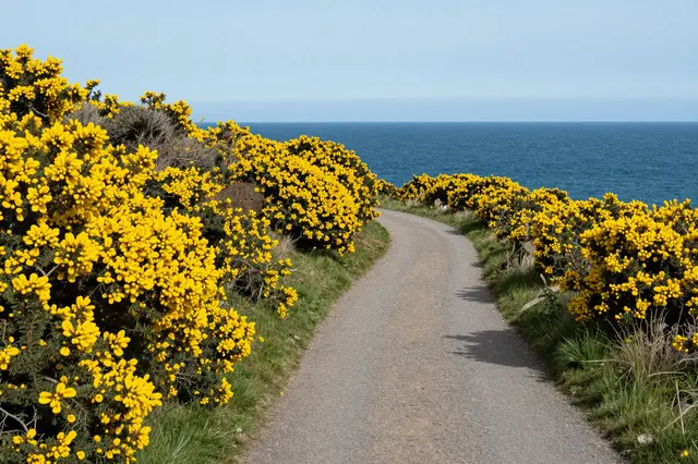 A narrow winding paved road curves between bright yellow gorse bushes toward a blue ocean under a pale sky