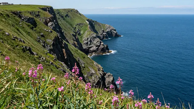 Pink wildflowers frame a grassy rocky headland dropping into a deep blue sea under bright noon light