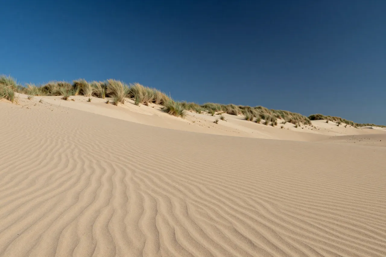 Rippled coastal sand dunes dotted with marram grass stretch beneath a clear deep blue sky