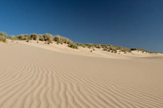 Rippled coastal sand dunes dotted with marram grass stretch beneath a clear deep blue sky