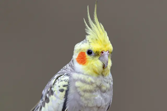 A cockatiel with a raised yellow crest and orange cheek patch sits against a soft plain brown background