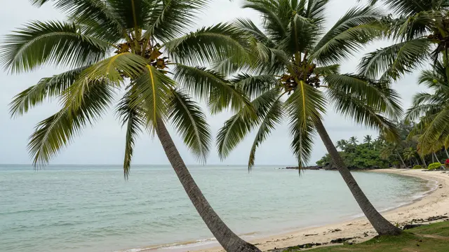 Leaning coconut palms frame a calm crescent beach with pale green tropical ocean water