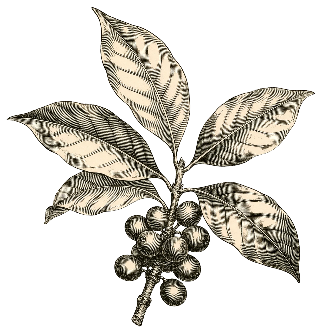 Antique style engraving of a coffee plant branch with pointed leaves and ripe coffee cherries