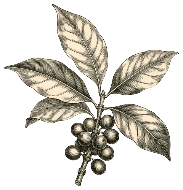 Antique style engraving of a coffee plant branch with pointed leaves and ripe coffee cherries