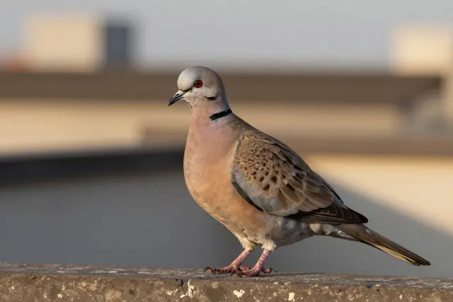 A collared dove perches on a concrete rooftop ledge with a blurred urban background in warm sunset light
