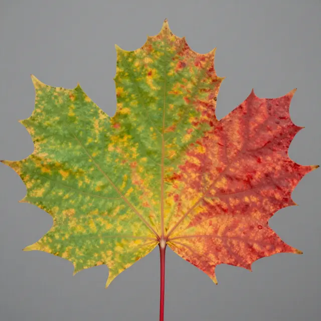 Close-up of a maple leaf transitioning from green to red against a plain gray background