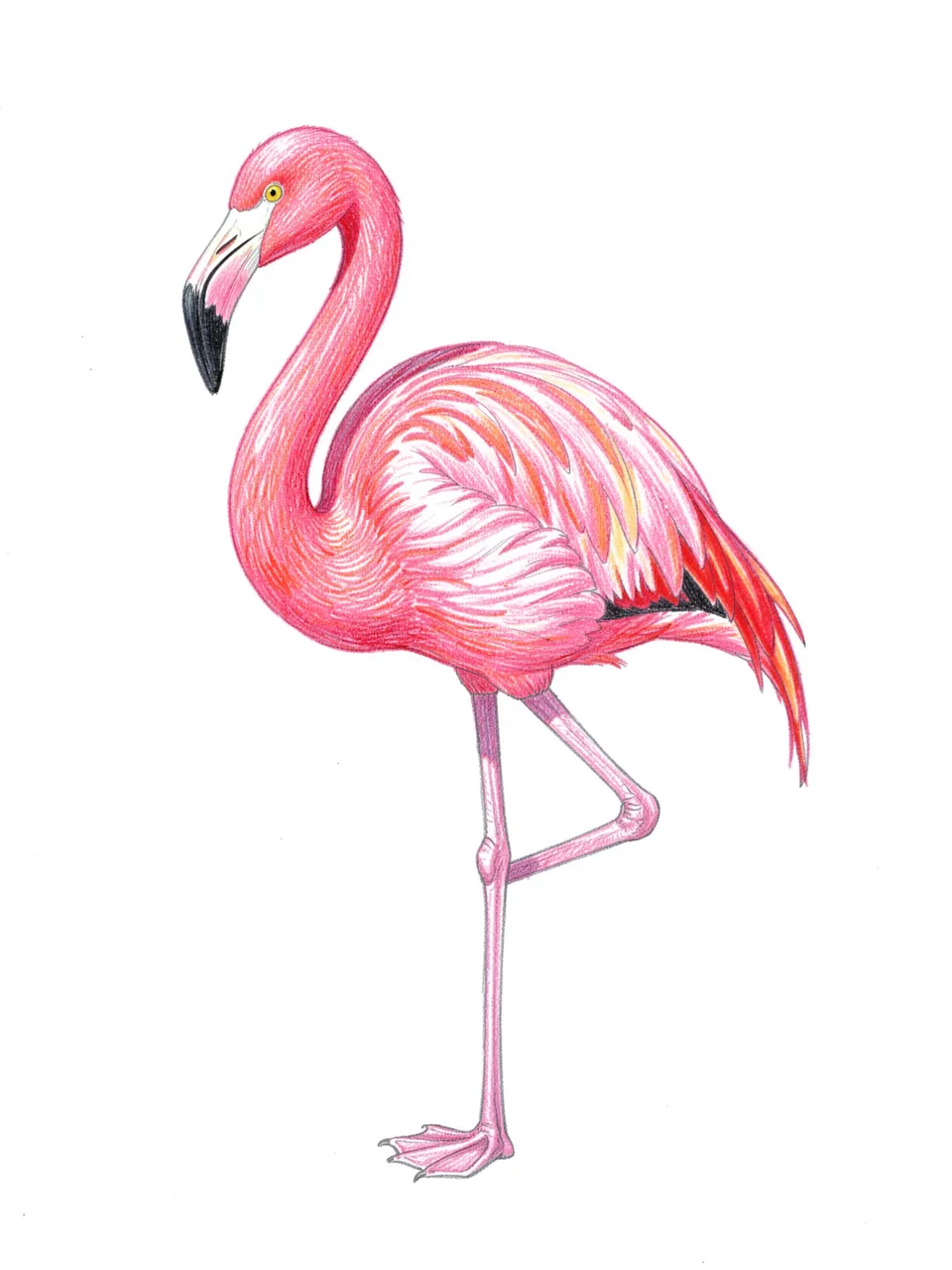 Detailed colored pencil drawing of a pink flamingo standing on one leg against a plain white background