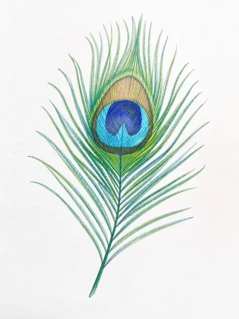 Hand-drawn colored pencil illustration of a peacock feather on plain white paper