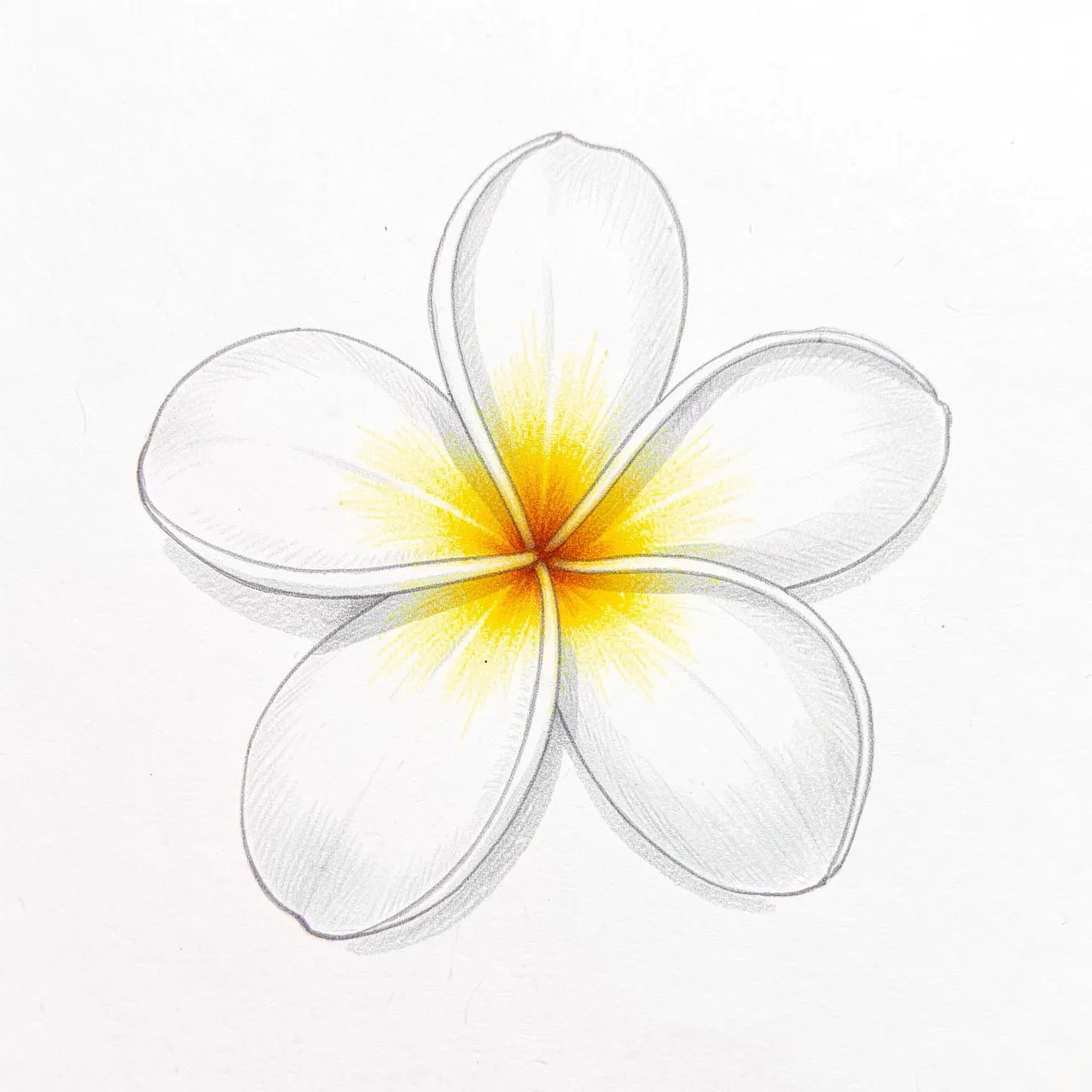Hand-drawn colored pencil illustration of a white plumeria bloom with a yellow center on textured white paper