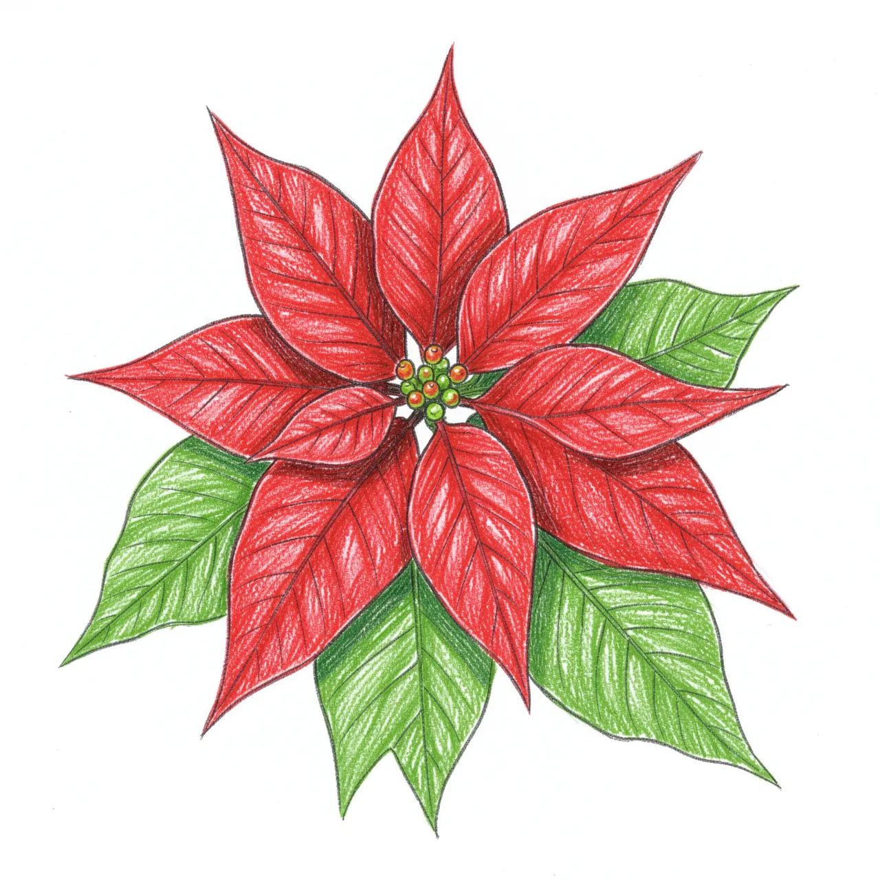 Detailed colored pencil drawing of a red poinsettia flower with green leaves on plain white paper