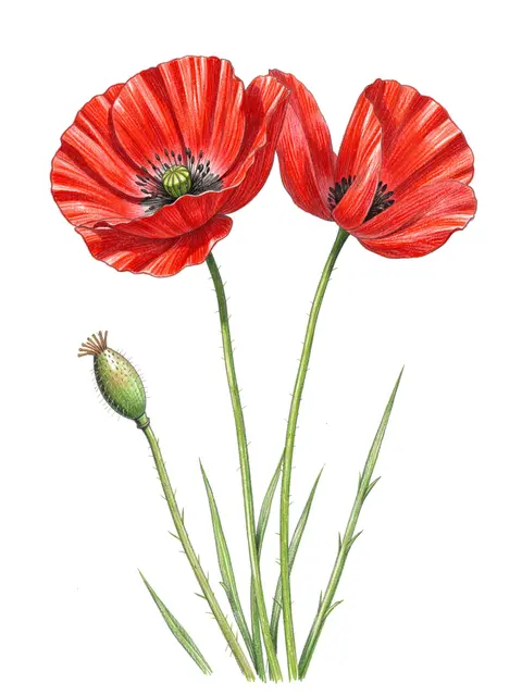 Detailed colored pencil drawing of two red poppies and a poppy seed head on plain white paper