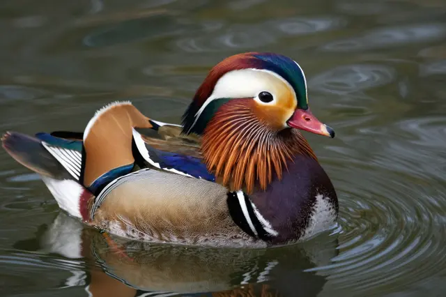 A vibrantly plumaged mandarin duck floats gently on rippled pond water