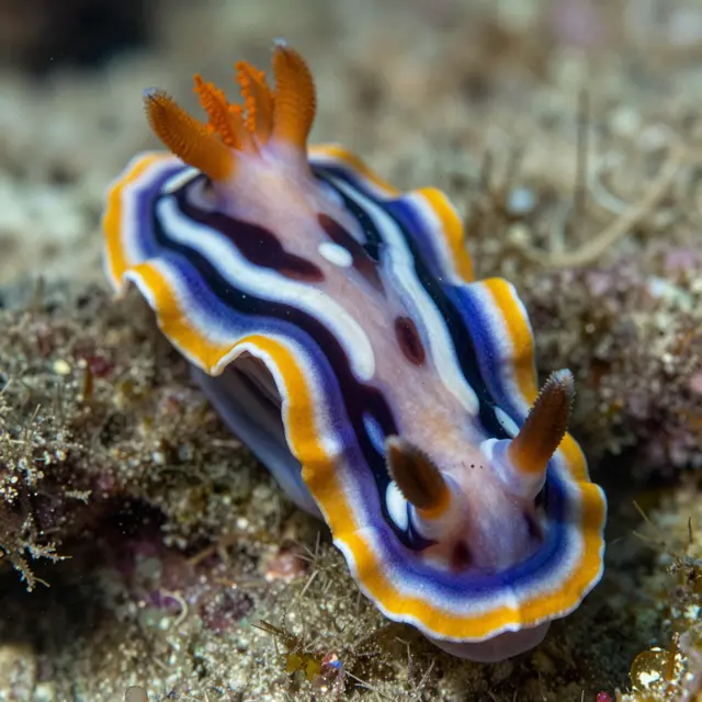 A bright striped nudibranch rests on a textured underwater reef in sharp macro focus
