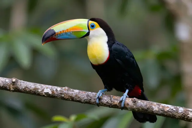 A brightly plumaged toucan perches upright on a textured branch against blurred green jungle foliage
