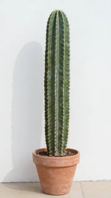 Tall columnar cactus in a terracotta pot casts a crisp shadow on a white stucco wall beside it.