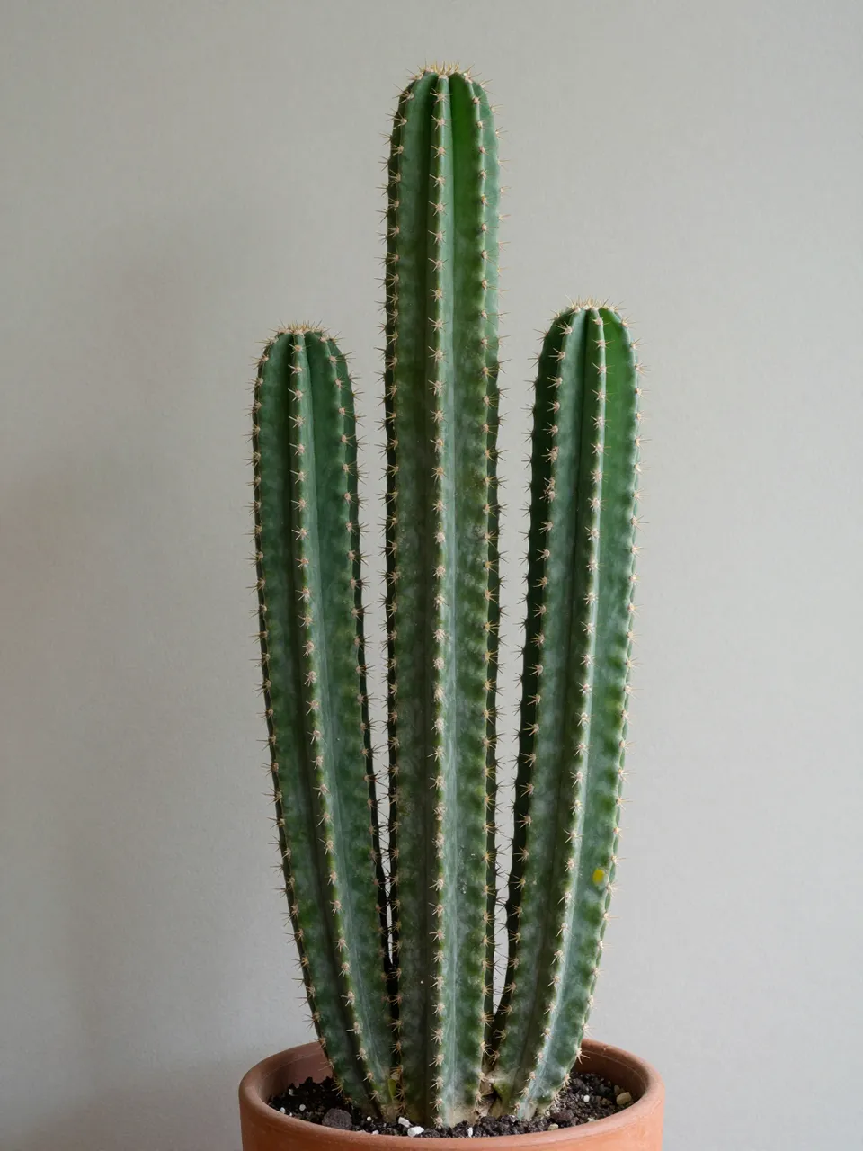 Tall three-stemmed columnar cactus growing in a terracotta pot against a plain light gray wall