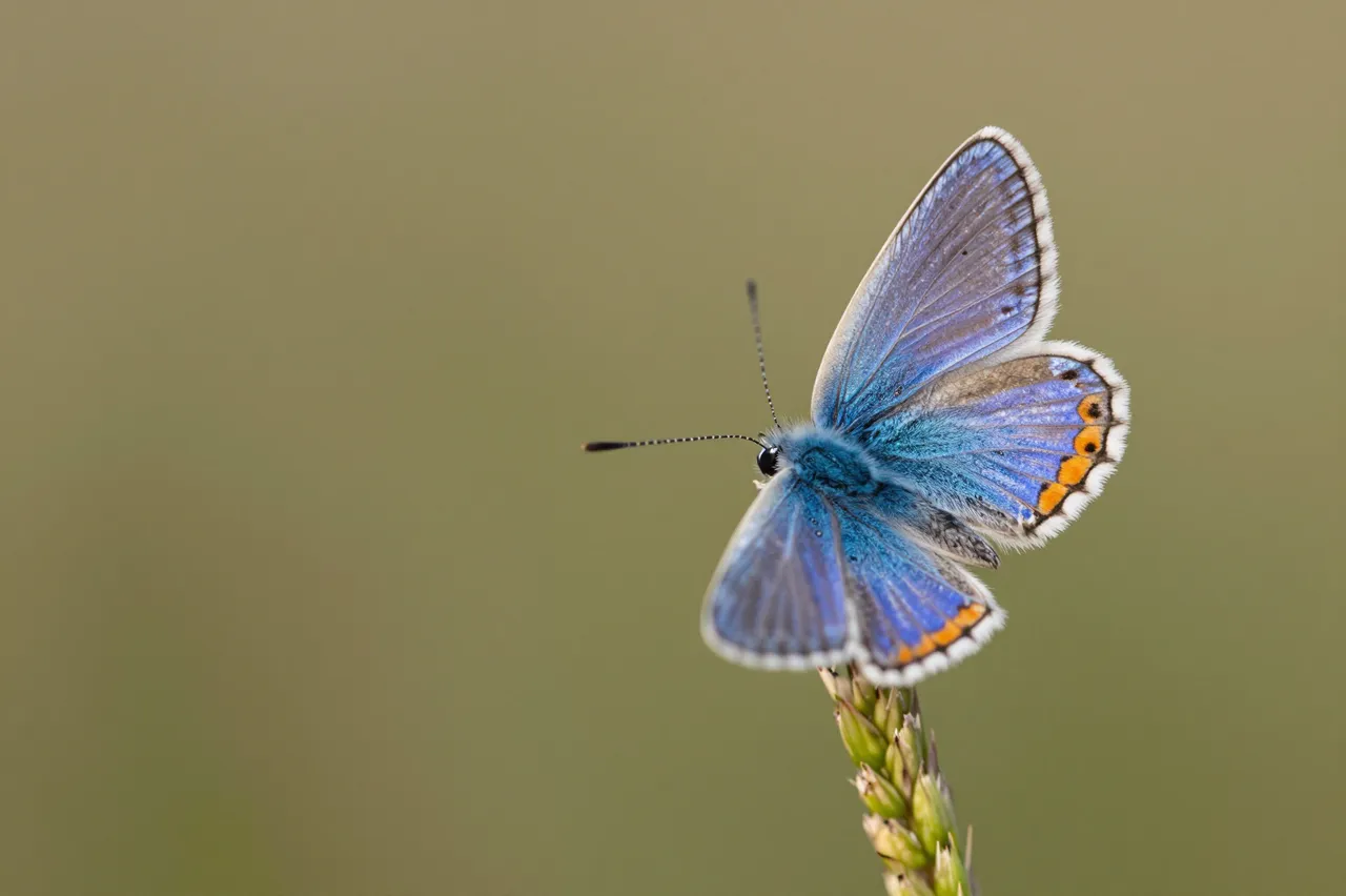 A common blue butterfly rests on a grass seed stem with soft blurred neutral background.