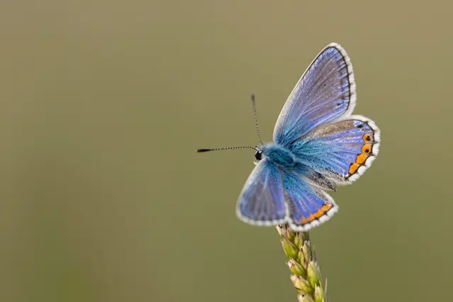 A common blue butterfly rests on a grass seed stem with soft blurred neutral background.