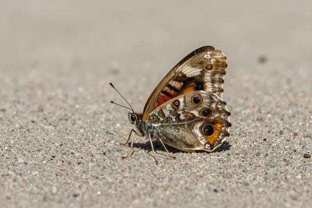 A common buckeye butterfly with patterned eye-spot wings rests on a granular sandy path in bright sunlight