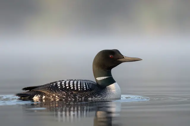 A common loon swims calmly on smooth misty lake water at sunrise, with soft blurred fog in the background.