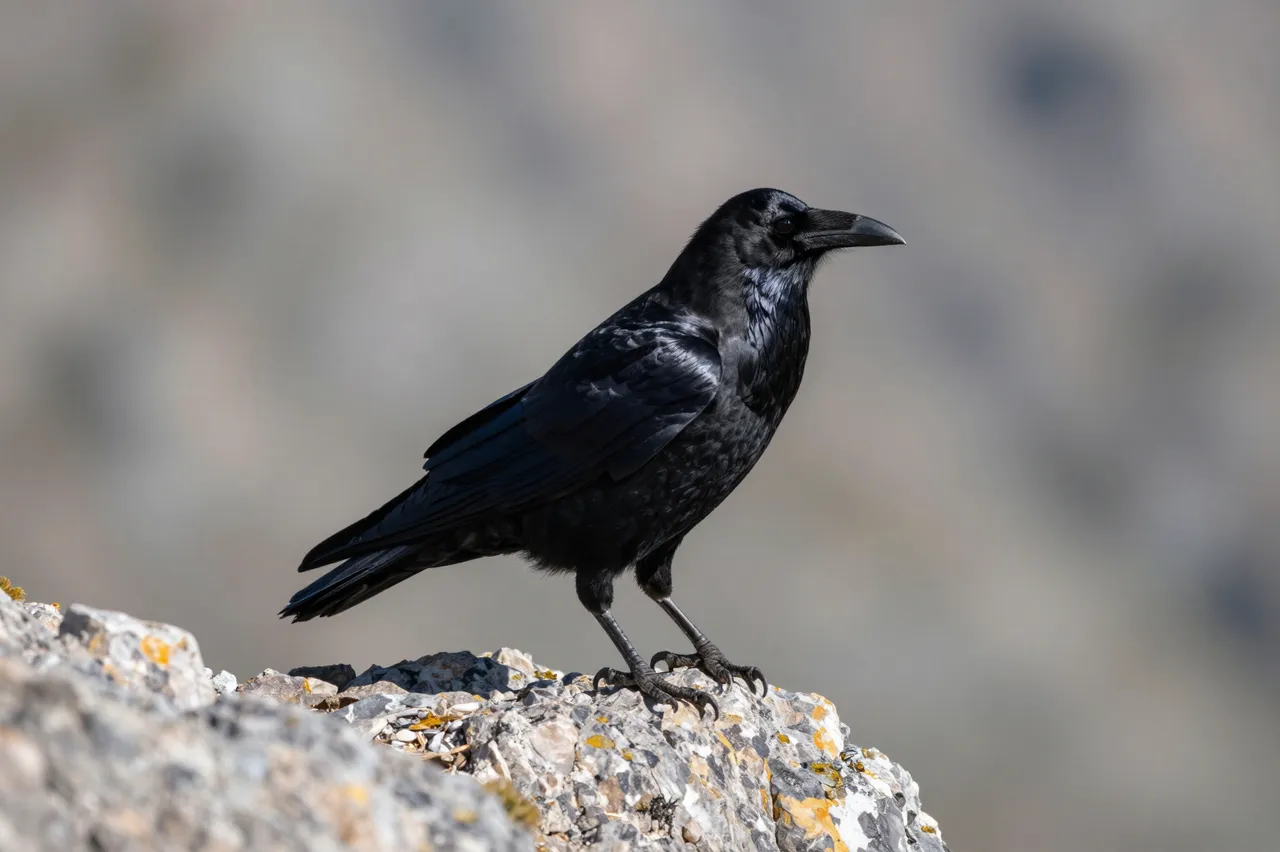 A glossy black common raven stands perched on a lichen-covered rocky mountain outcrop