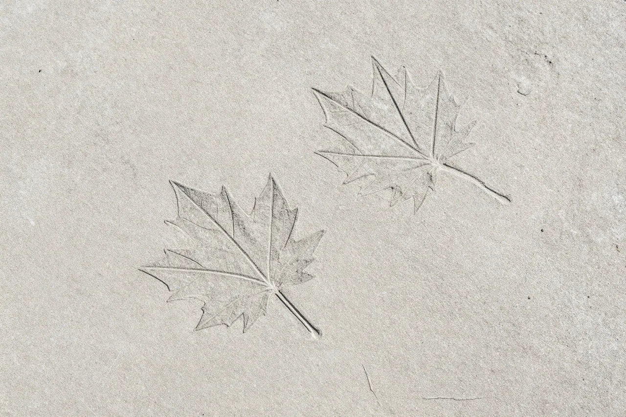 Top view of a smooth light concrete slab with two pressed maple leaf imprints under flat even lighting