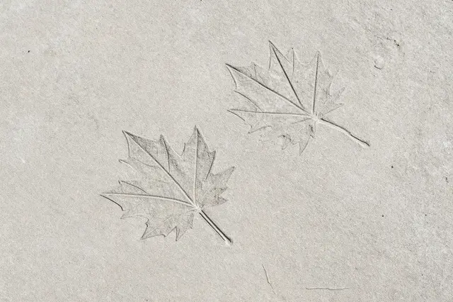 Top view of a smooth light concrete slab with two pressed maple leaf imprints under flat even lighting