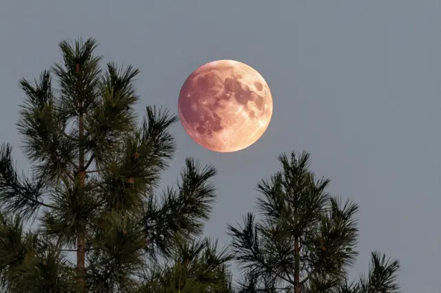 Reddish total eclipse moon hangs above silhouetted pine tree tops against a pale dusky sky