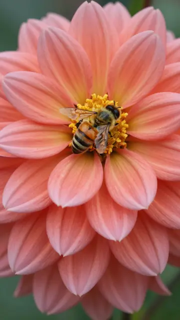 A close-up of a honey bee resting on the yellow center of a soft coral dahlia flower.