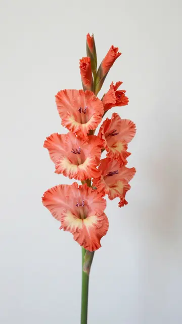A single vertical gladiolus stem with ruffled coral blooms against a plain light white wall