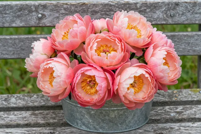 A bouquet of coral peonies sits in a galvanized metal bucket on a weathered wooden garden bench.