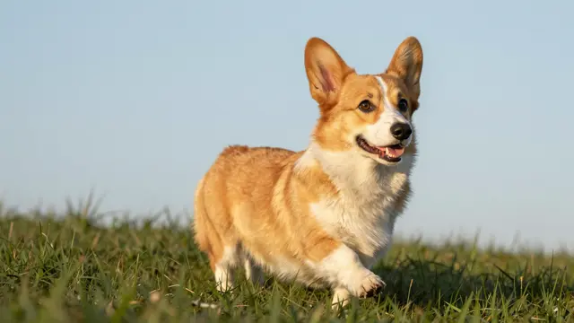 A red and white corgi walks through tall grass under a pale clear sky