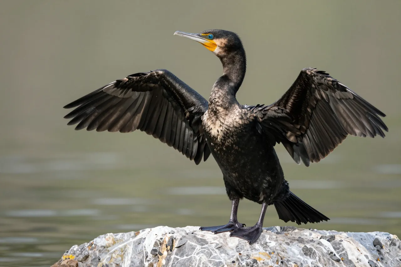 A cormorant stands on a patterned rock holding its wings fully spread to dry beside calm blurred water.