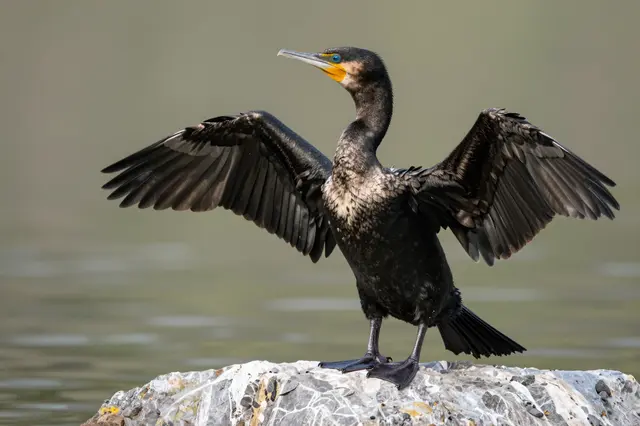 A cormorant stands on a patterned rock holding its wings fully spread to dry beside calm blurred water.