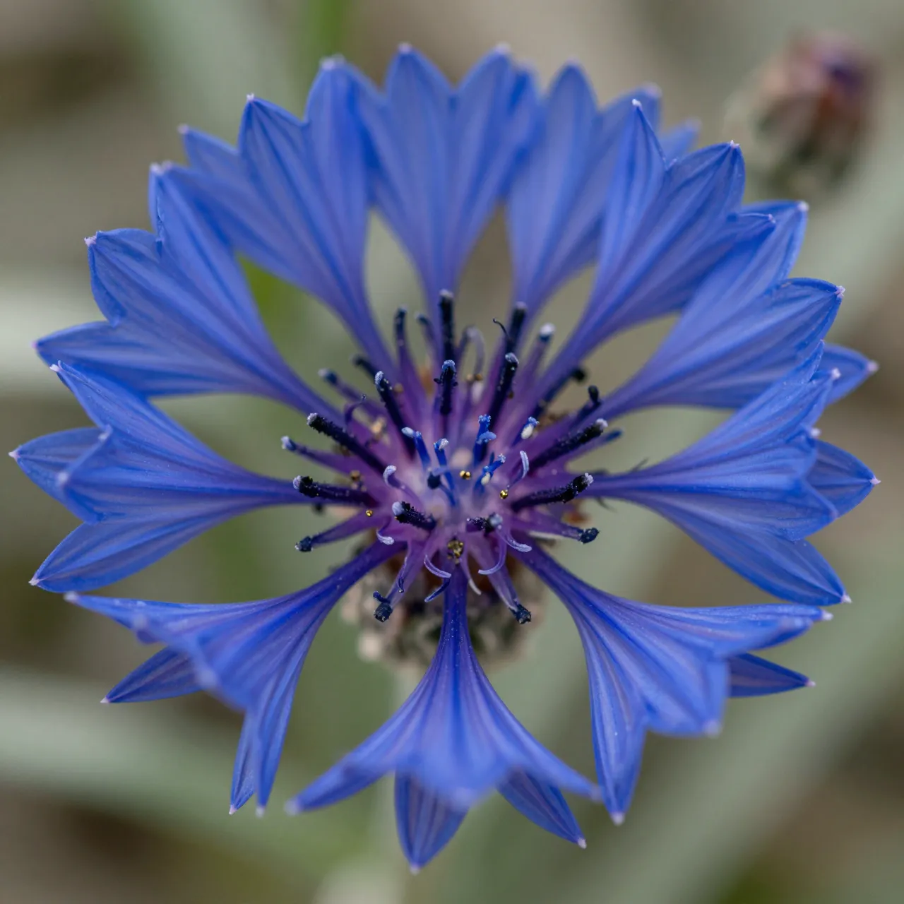 Close-up macro view of a vivid blue fringed cornflower bloom with a soft blurred background