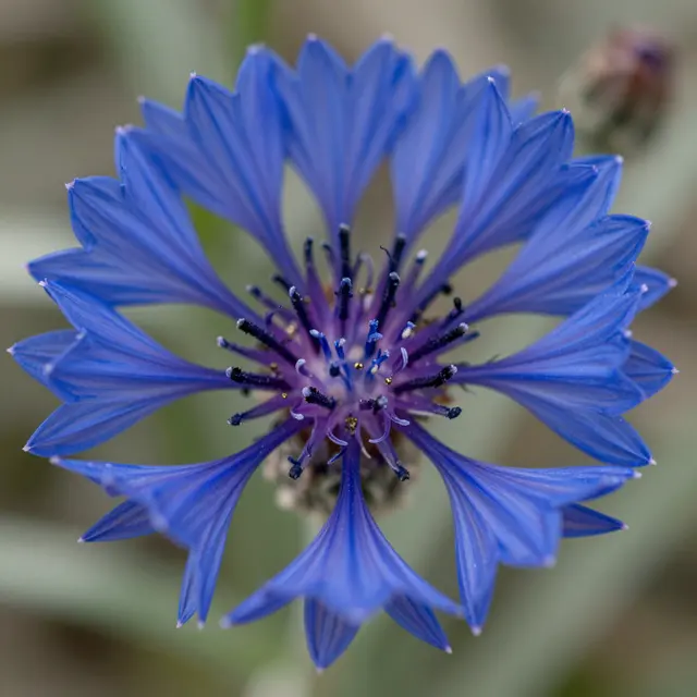 Close-up macro view of a vivid blue fringed cornflower bloom with a soft blurred background